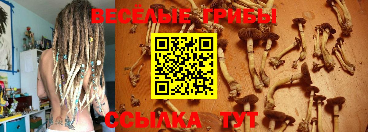 Избербаш  Псилоцибиновые грибы Psilocybe  Вход с VPN 